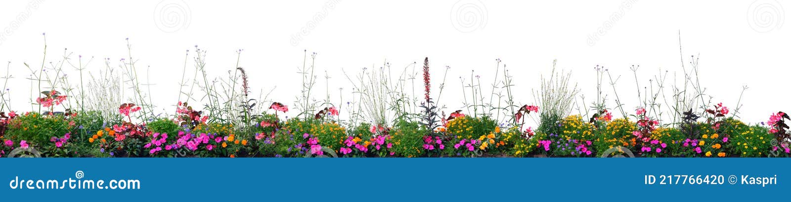 annual flowers flowerbed panorama,  horizontal panoramic blooming cardinal flower bed closeup, flowering begonias, balsams
