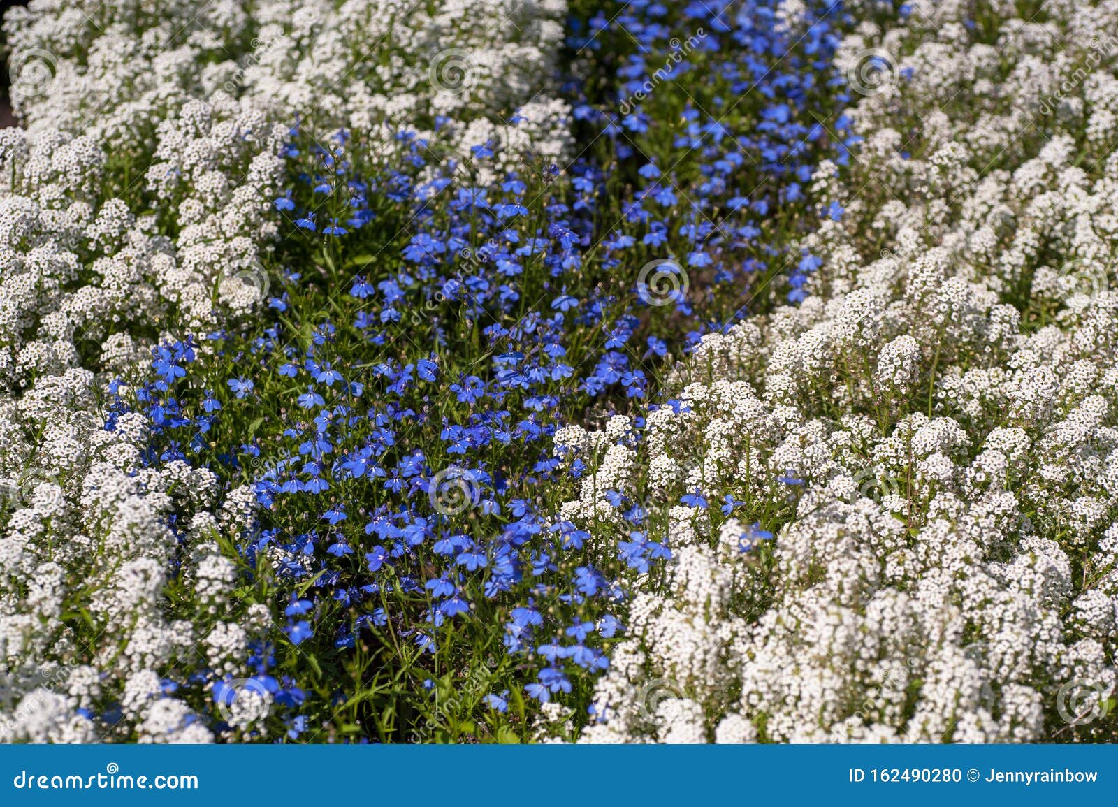 Annual Flowers Sweet Alyssum - Lobularia Maritima Syn. Alyssum Maritimum and Blue Purple Lobelia Stock Photo - Image of brassicaceae, gardening: 162490280