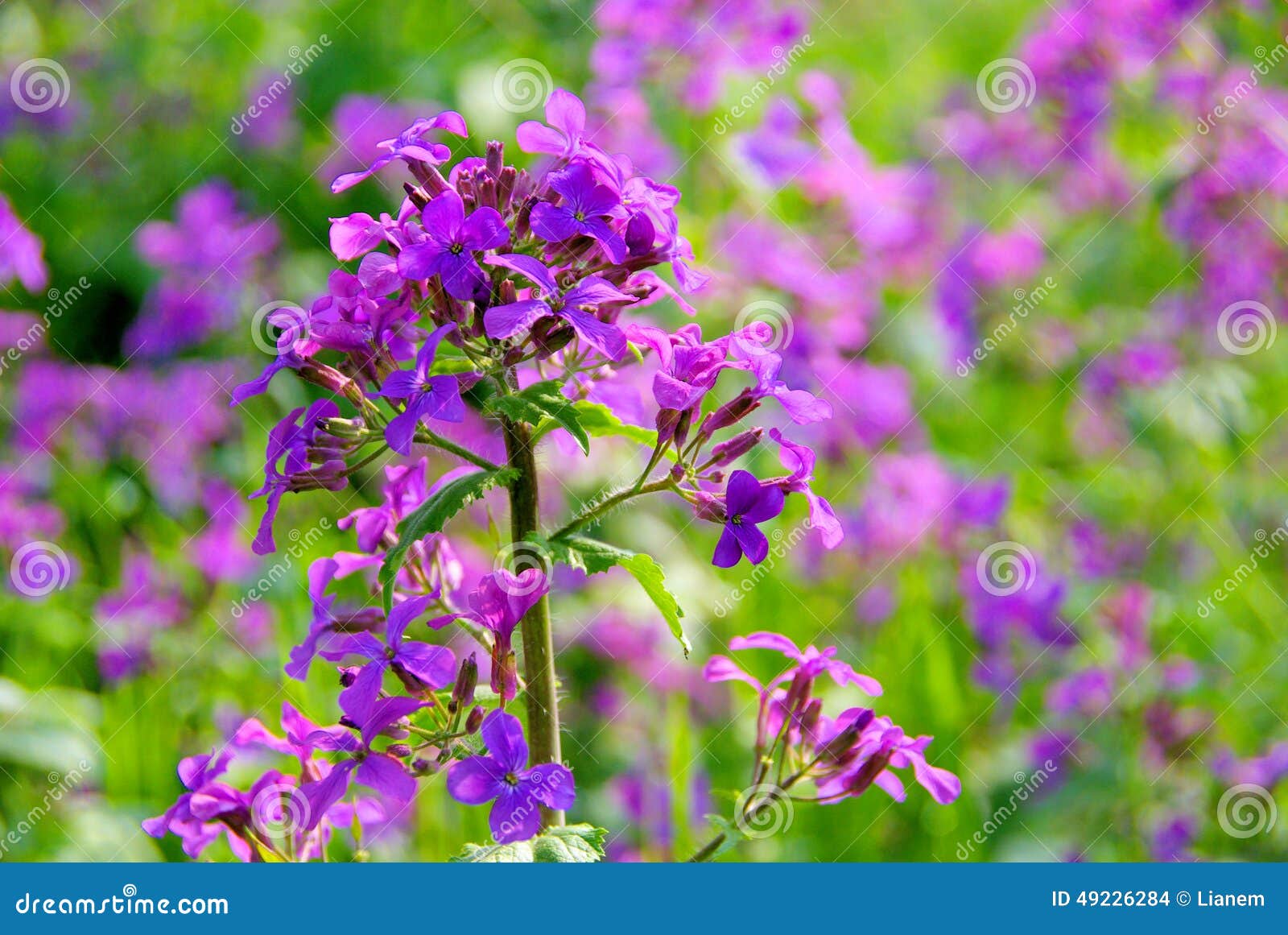 Annual Honesty stock photo. Image of plant, flower, meadow 49226284