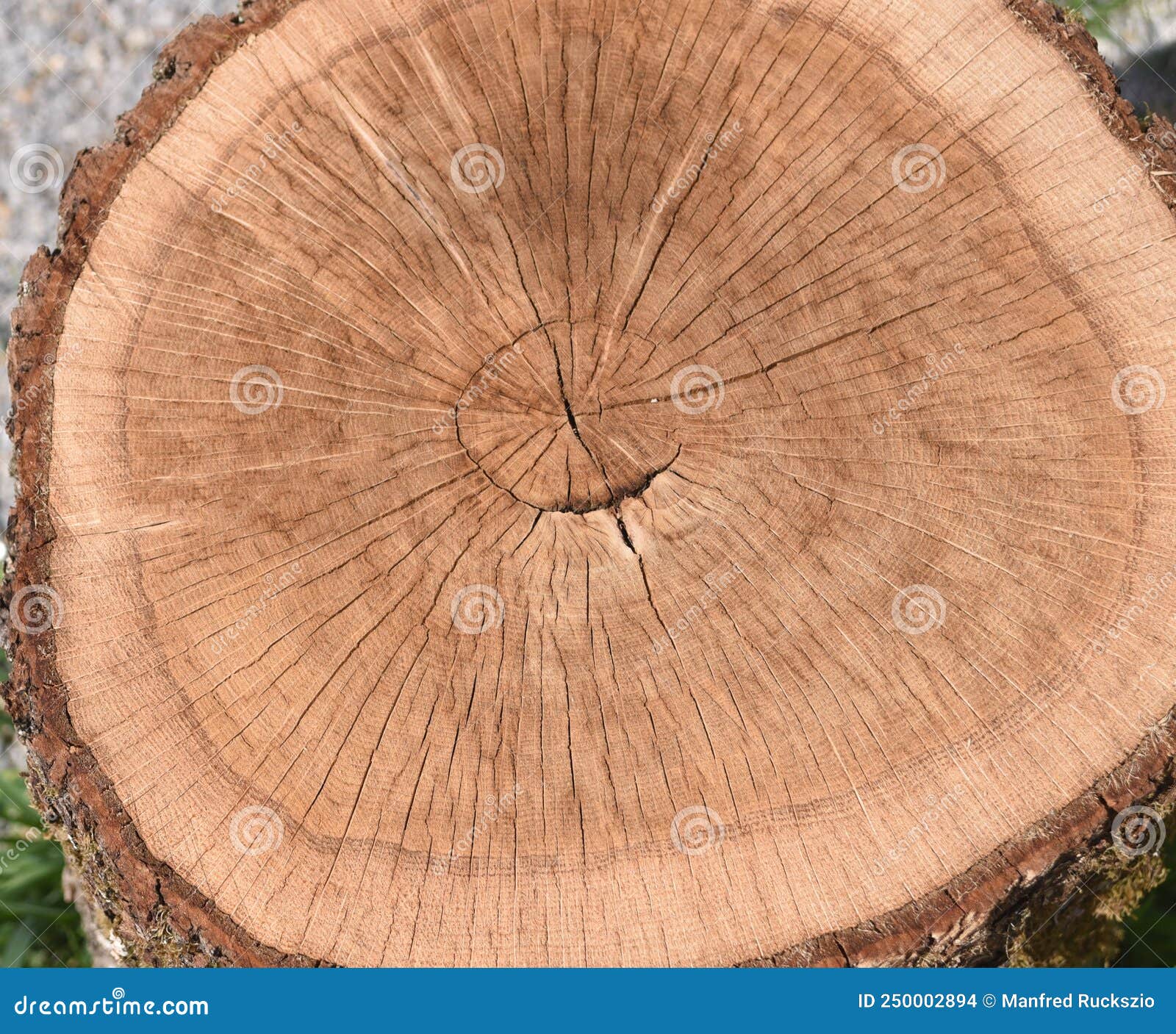 Country Scientist — How to Study Tree Rings - Make: