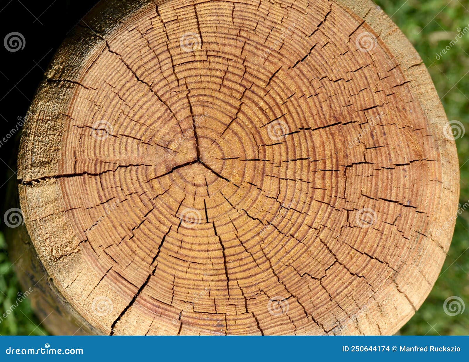 Tree Rings and Climate | Center for Science Education