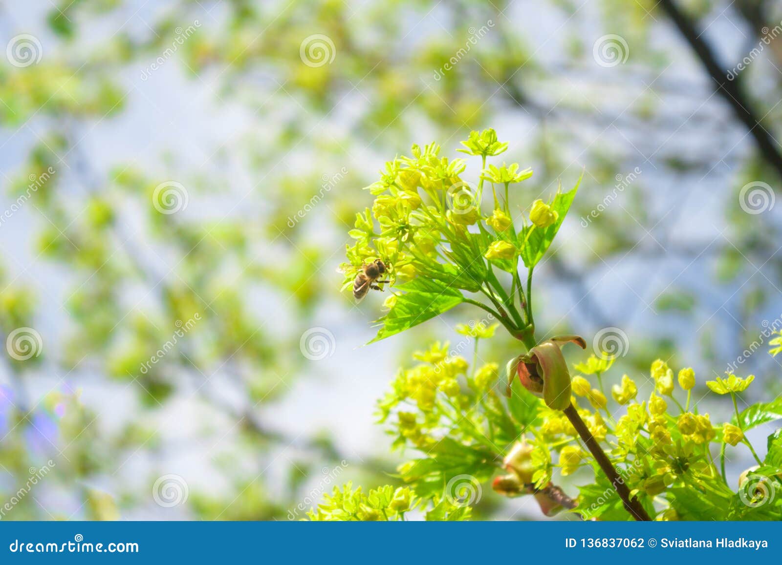 Annual Spring Renewal of Nature. Stock Photo - Image of fragility
