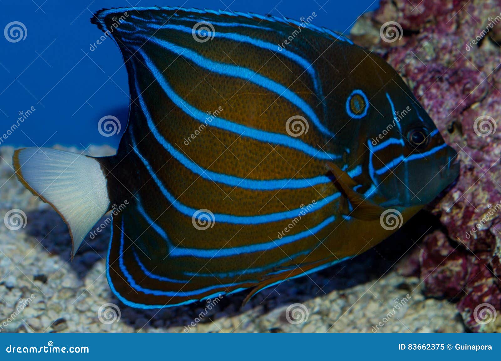 Macro Close Blue Ring Angelfish Marine Stock Photo 754011730 | Shutterstock
