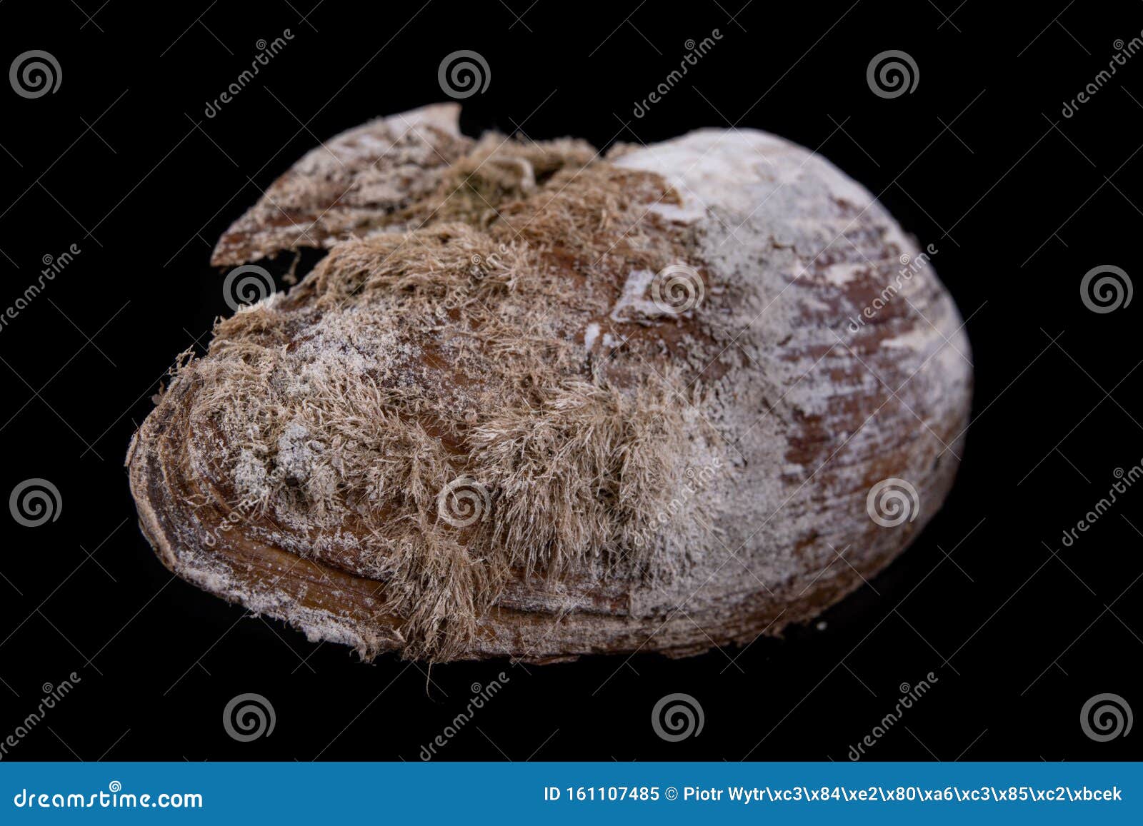 anodonta anatina empty shell. a clam shell living in the lakes of central europe
