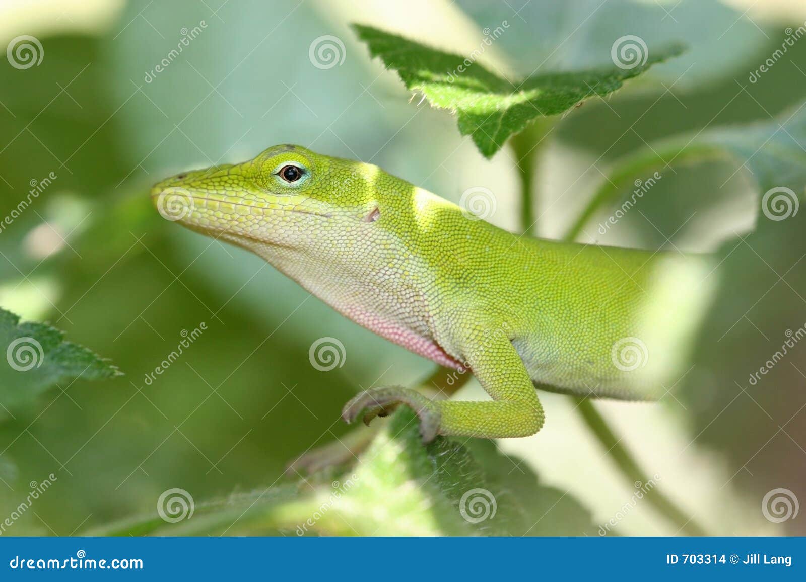 Anolis Verde foto de archivo. Imagen de verde, flor, reptiliano - 703314, image size:1600x1157