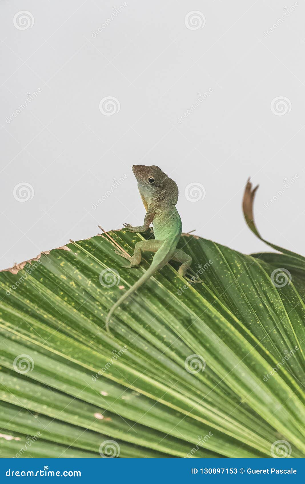 Anole Eating Insect Fotos de stock - Fotos libres de regalías de Dreamstime, image size:1068x1690