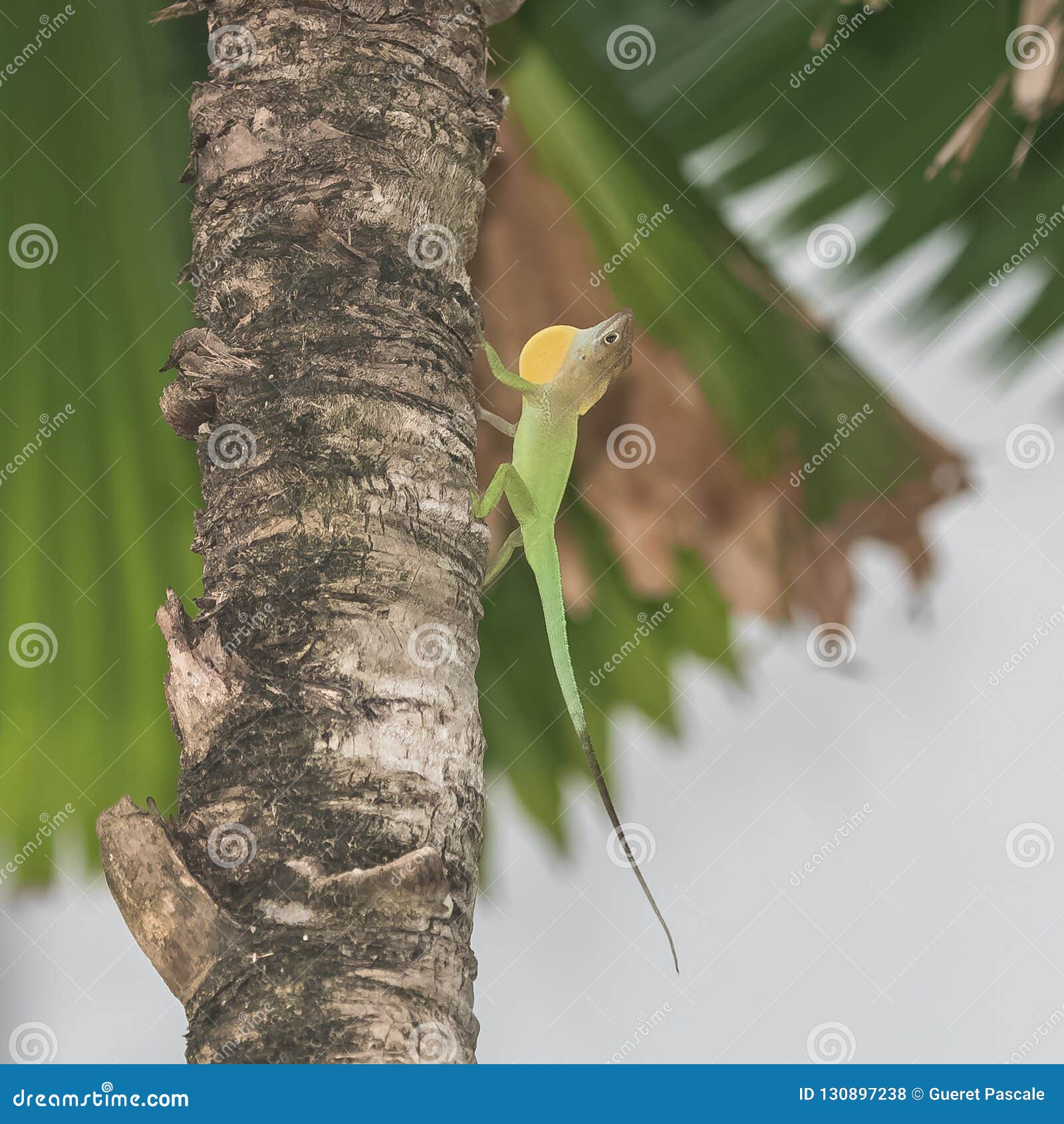 Anole Eating Insect Fotos de stock - Fotos libres de regalías de Dreamstime, image size:1600x1690