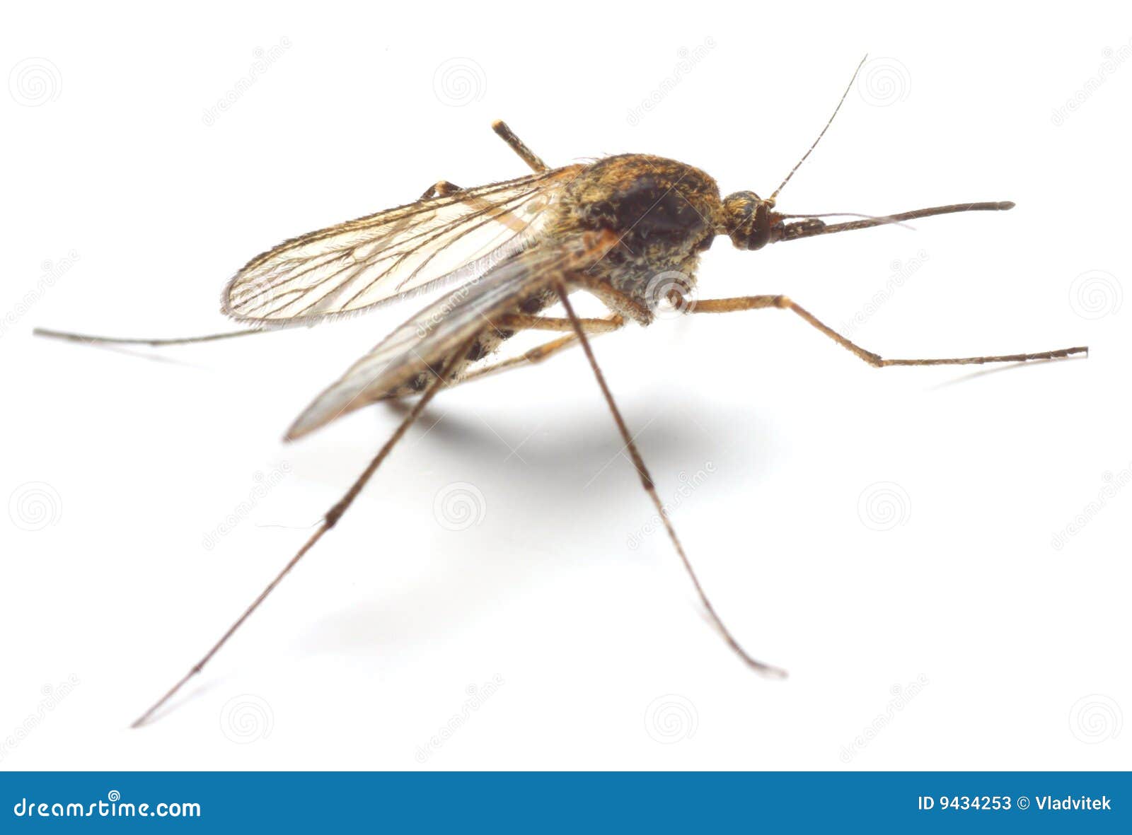 Anopheles Mosquito Stock Photography | CartoonDealer.com #73447940