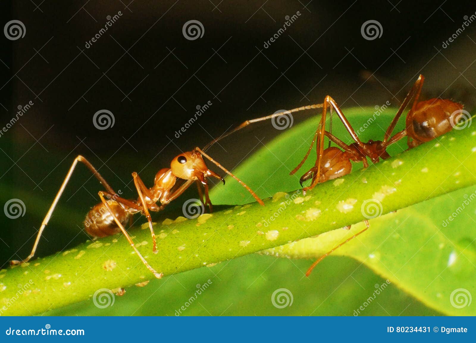 Bộ sưu tập Côn trùng - Page 31 Anoplolepis-gracilipes-crazy-ants-picture-tree-asia-80234431