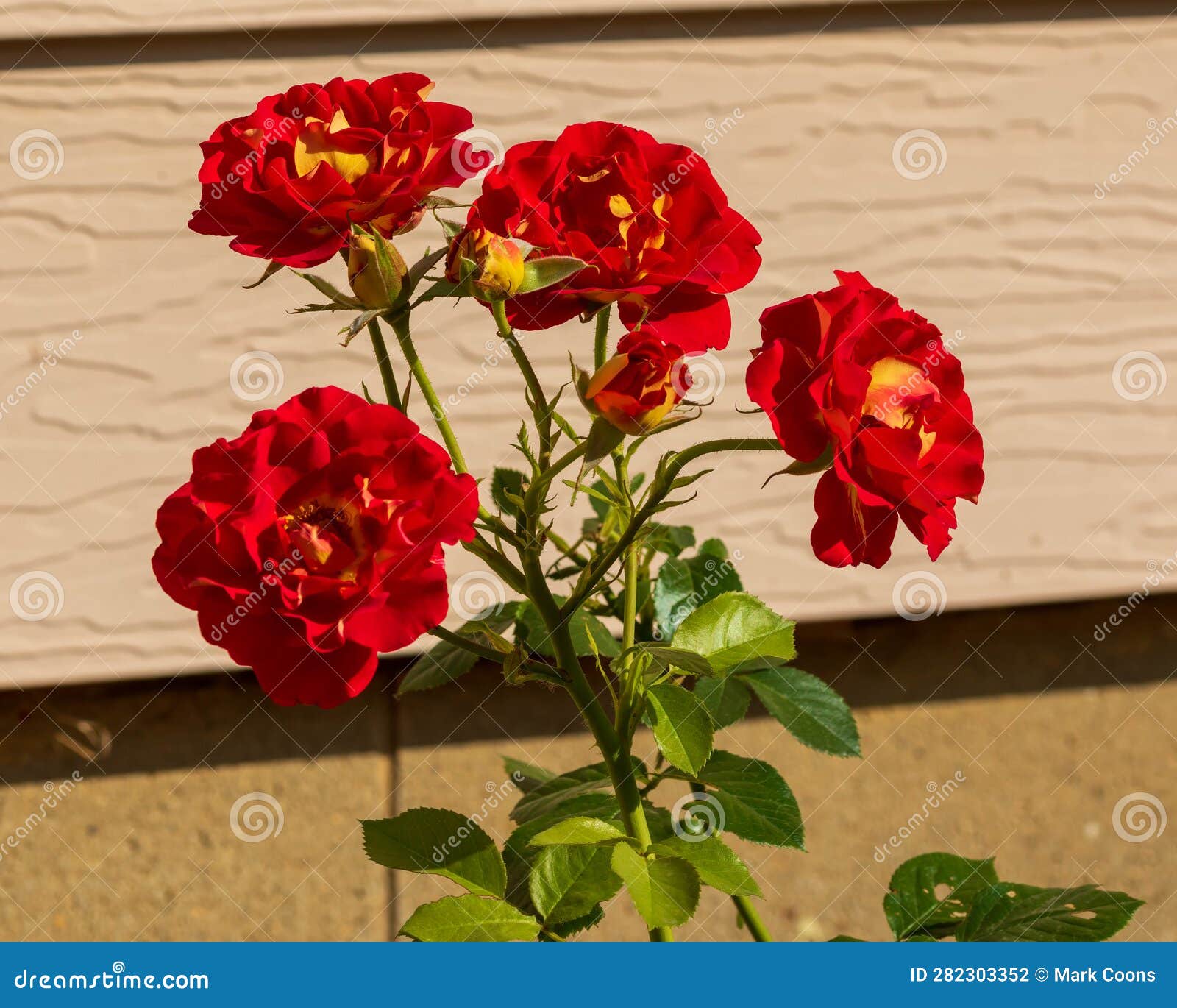 Yet Another Bloom To Open on the Ketchup and Mustard Rose Bush Stock