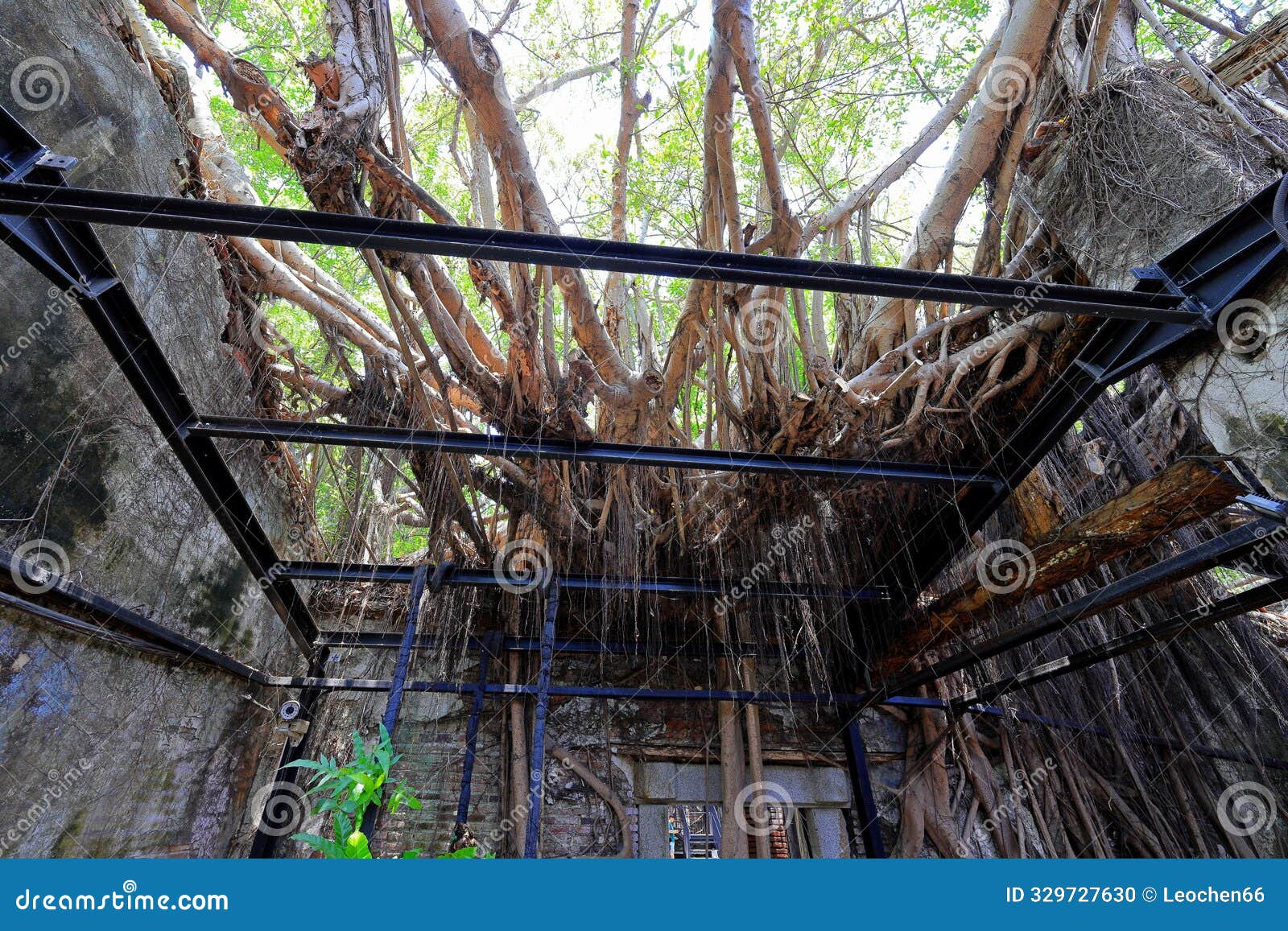 anping tree house, a former warehouse overgrown with banyan trees