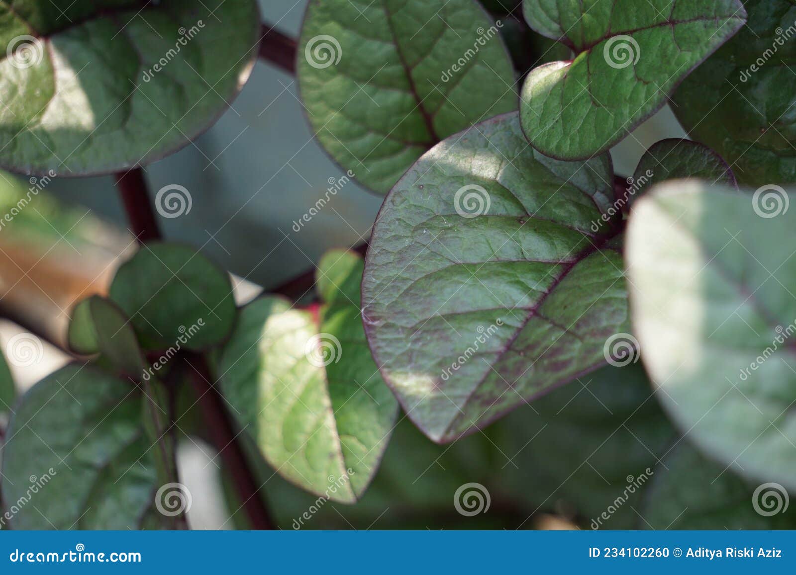 anredera cordifolia also called madeira vine, mignonette vine with a natural background