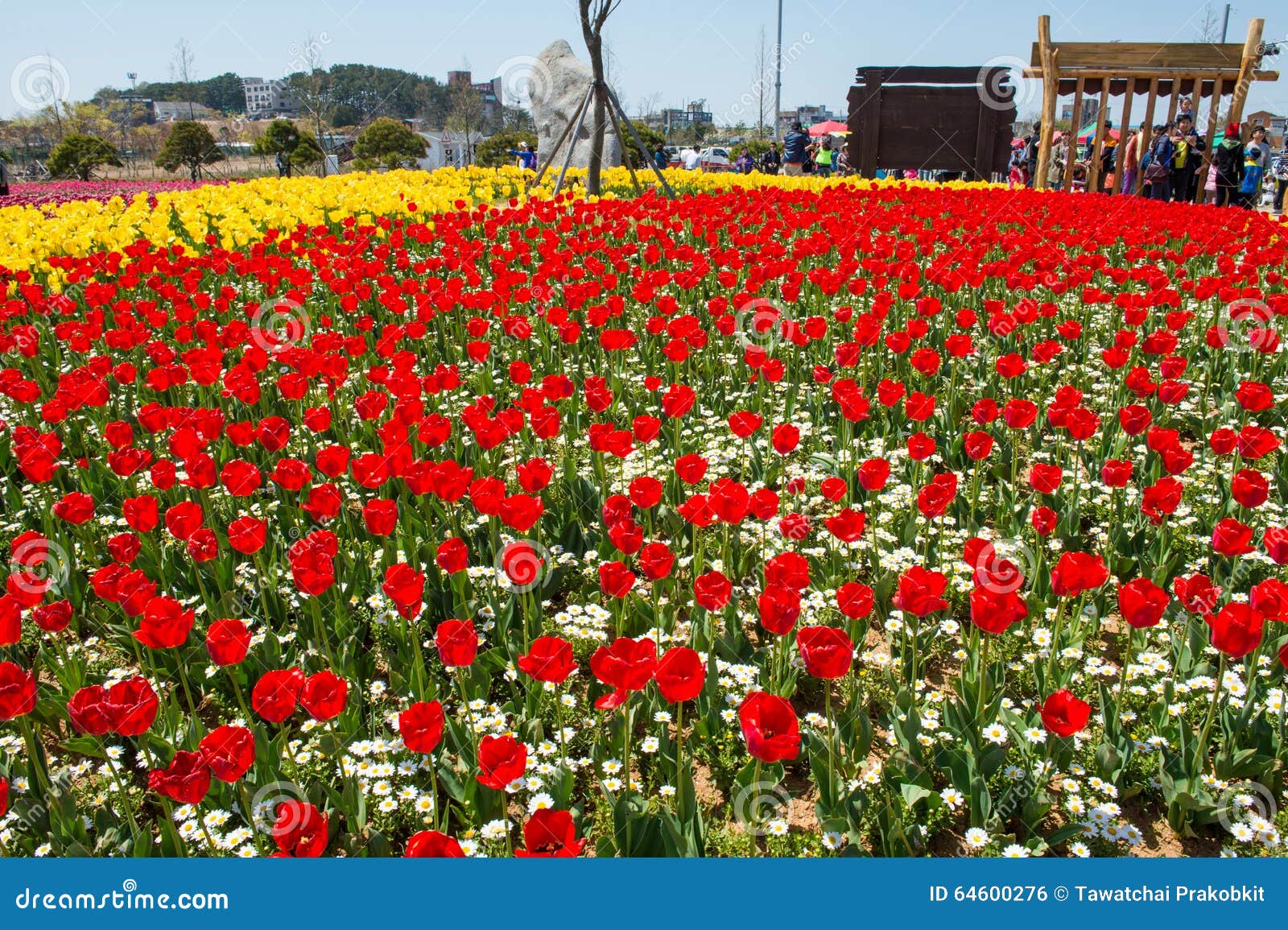 ANSAN,KOREA APRIL 25 Daebudo Tulips Festival. Editorial Photo