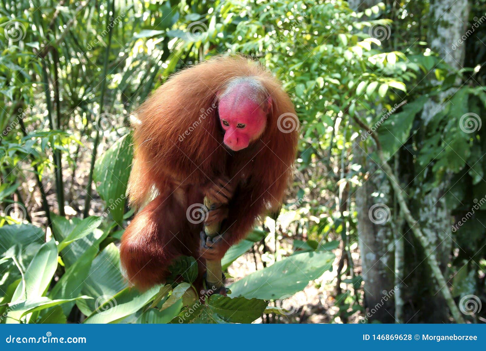 Ansicht Eines Kahlen Uakari-Affen Im Amazonas-Regenwald ...