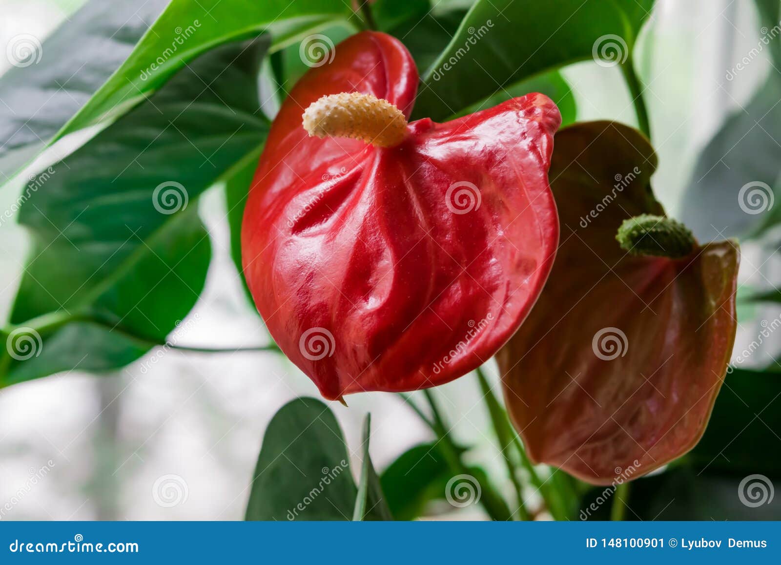 Antúrio Em Pasta Da Planta Da Flor Vermelha, Imagem de Stock - Imagem de  jardim, bonito: 148100901