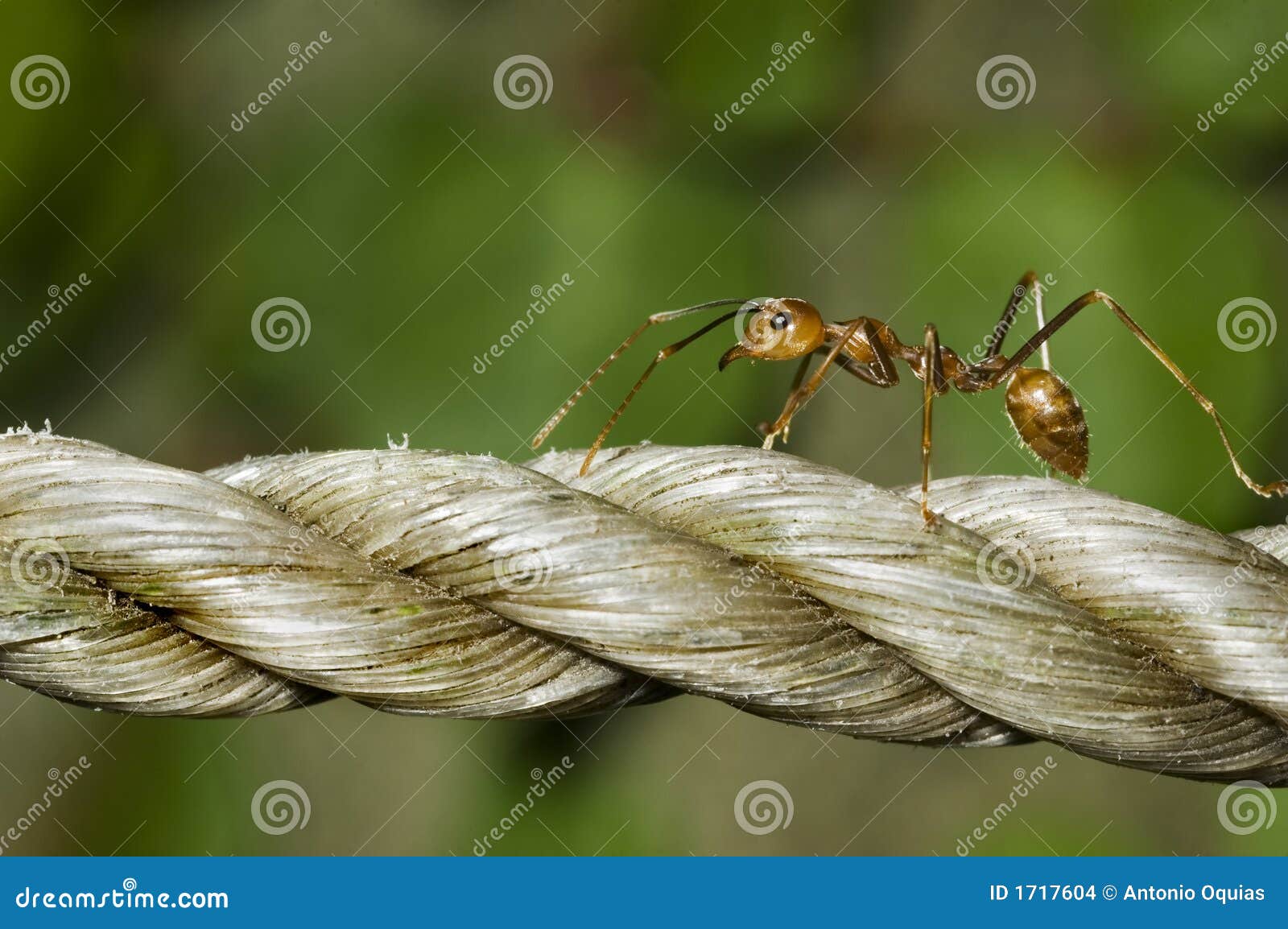 Ant stock photo. Image of small, cord, extreme, macro 1717604
