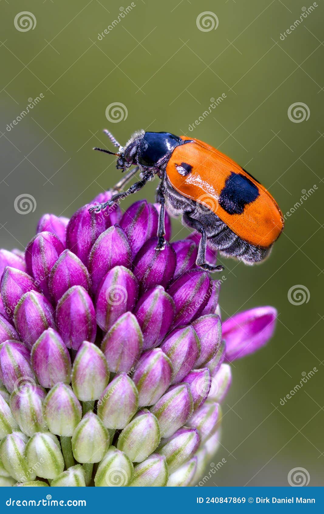 ant bag beetle - clytra laeviuscula - on ball-head onion or round-headed leek - allium sphaerocephalon