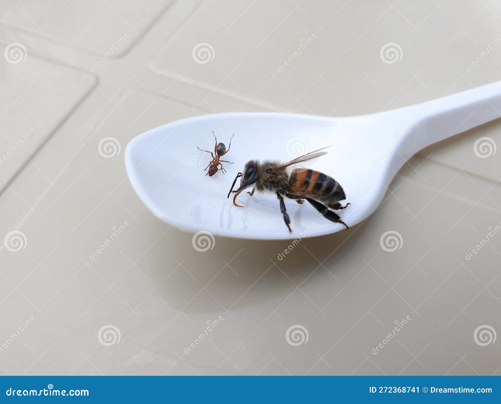 Ant and Bee Eating Sugar Water from a Spoon. Closeup Bee Drinking