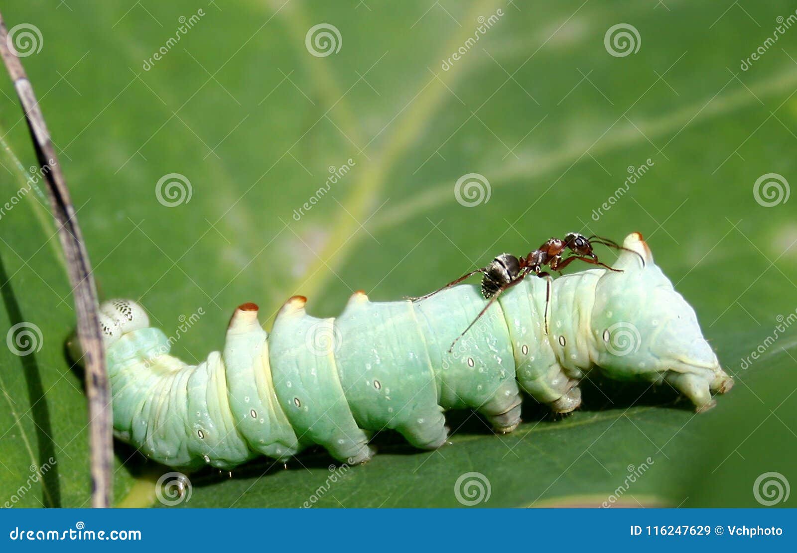 Ant and caterpillar stock image. Image of life, color 116247629