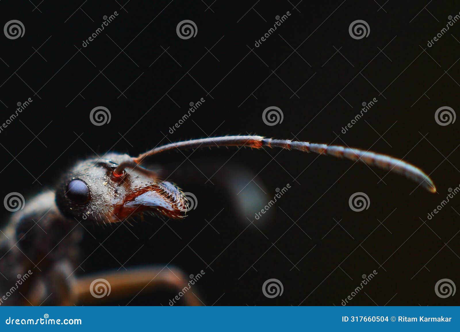 ant closeup macro photo short