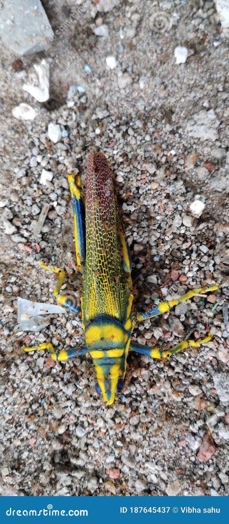 Ant Eat Beautiful Stock Image Image of