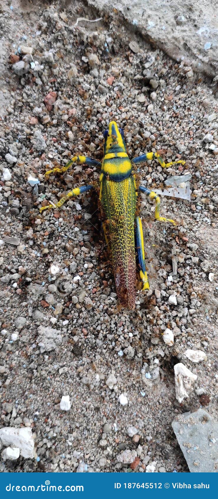 Ant Eat Beautiful Stock Photo Image of insect, leaf