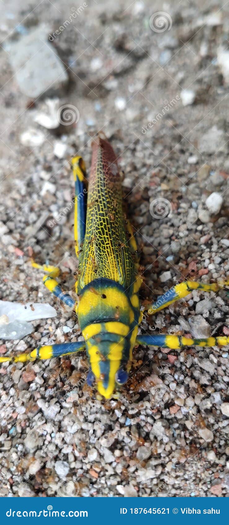 Ant Eat Beautiful Stock Image Image of arthropod, yellow