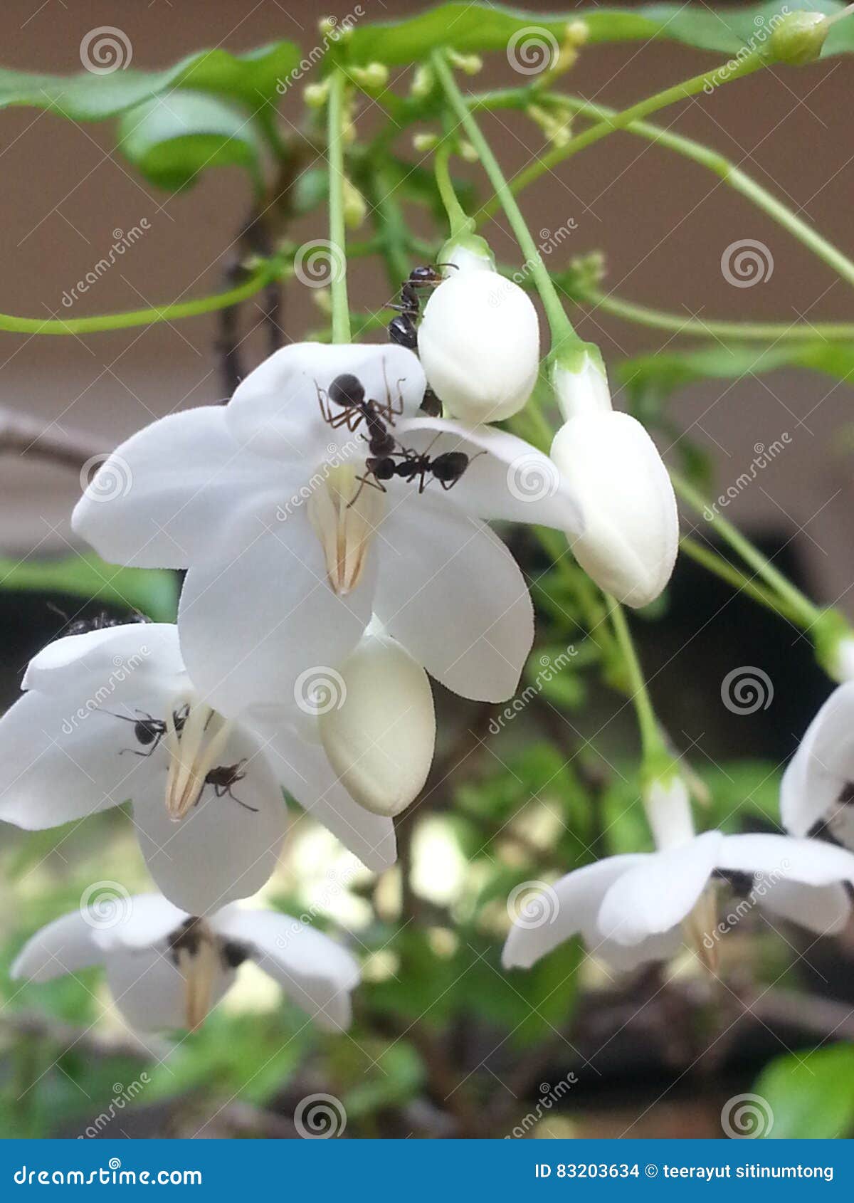 Ant eat flower stock photo. Image of flower, white, nature 83203634