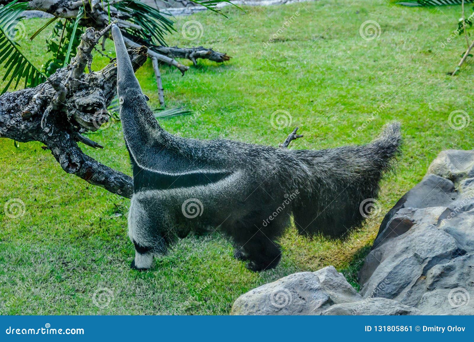 ant-eater in loro parque, tenerife, canary islands