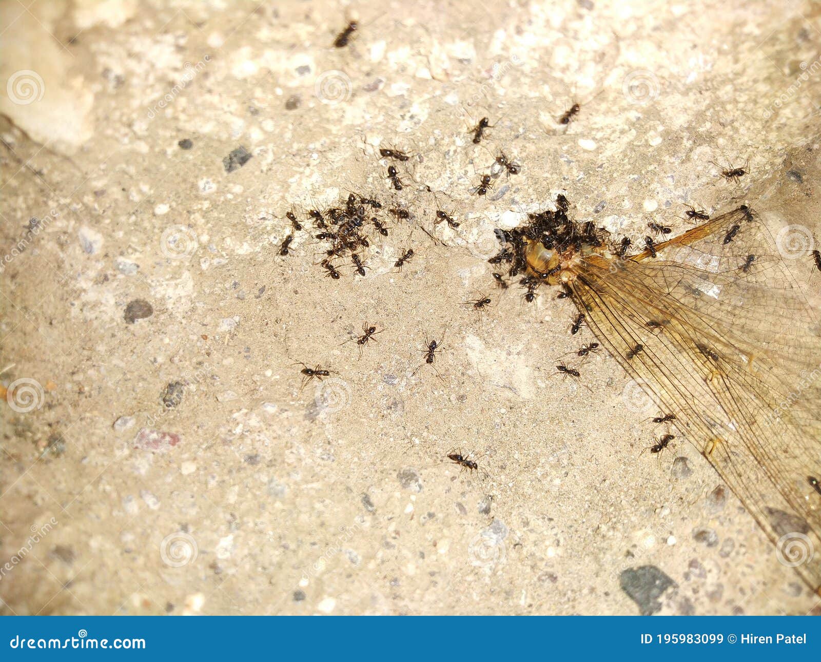 An Ant is Eating Dragon Fly Stock Image Image of invertebrate, beetle 195983099