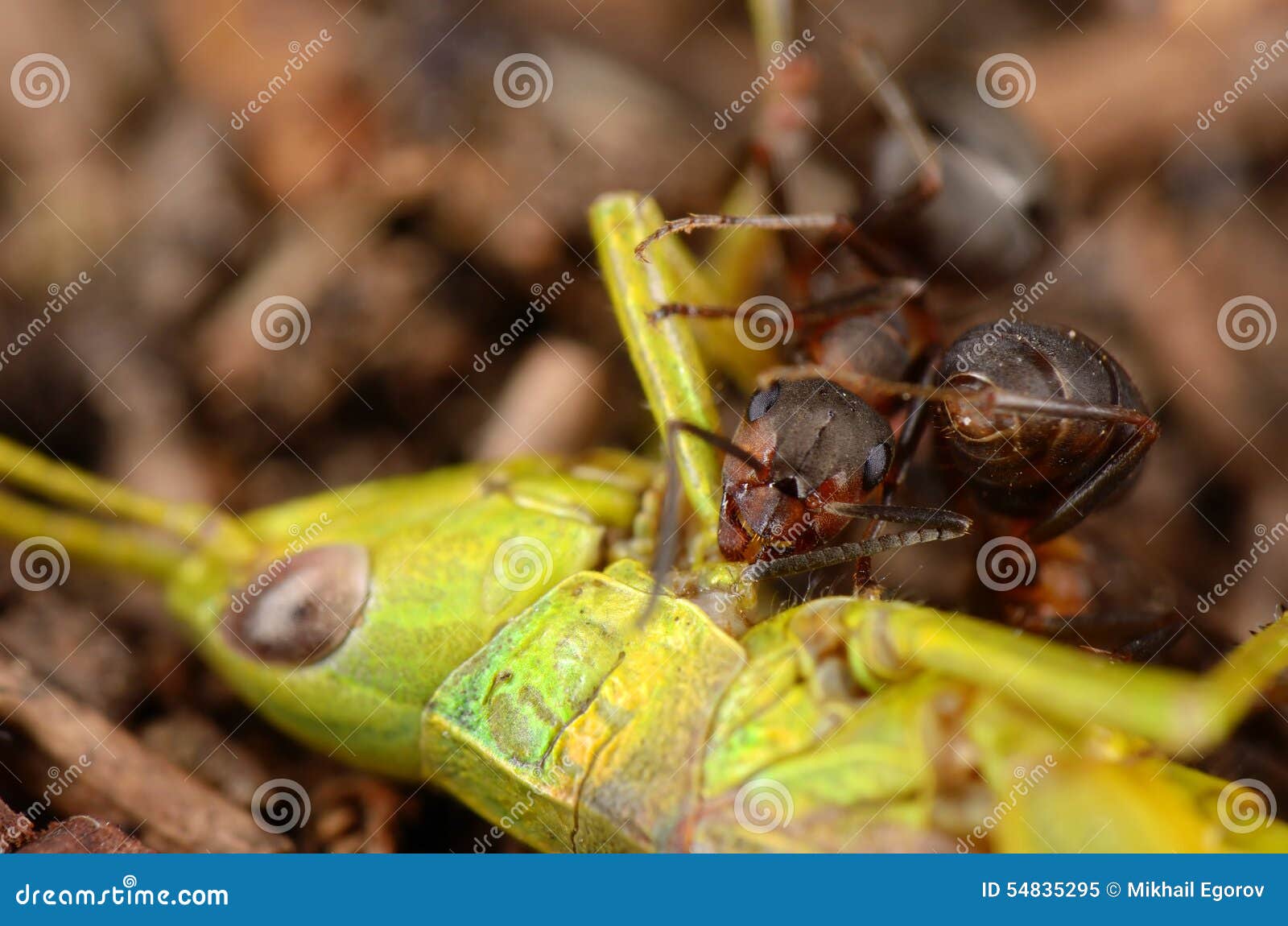 Ant Eating Green Stock Image Image of eating, attacking