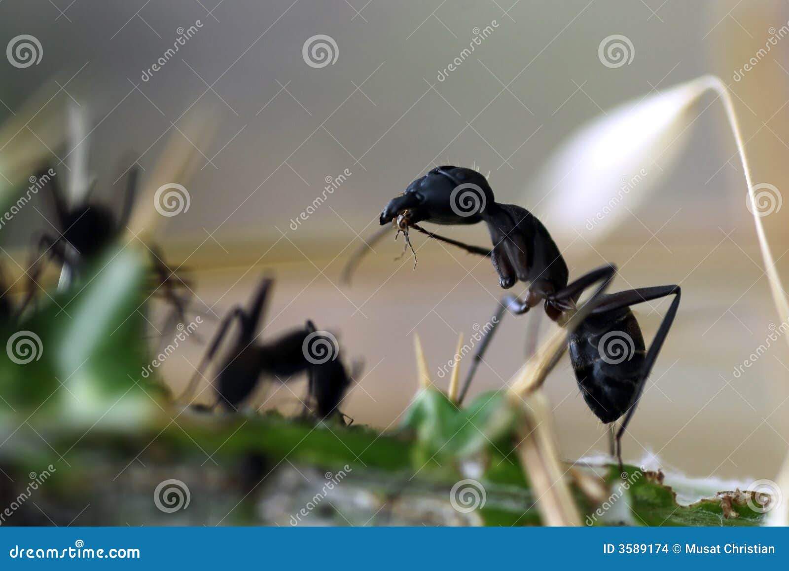 Ant eating insect stock photo. Image of detail, abdomen 3589174