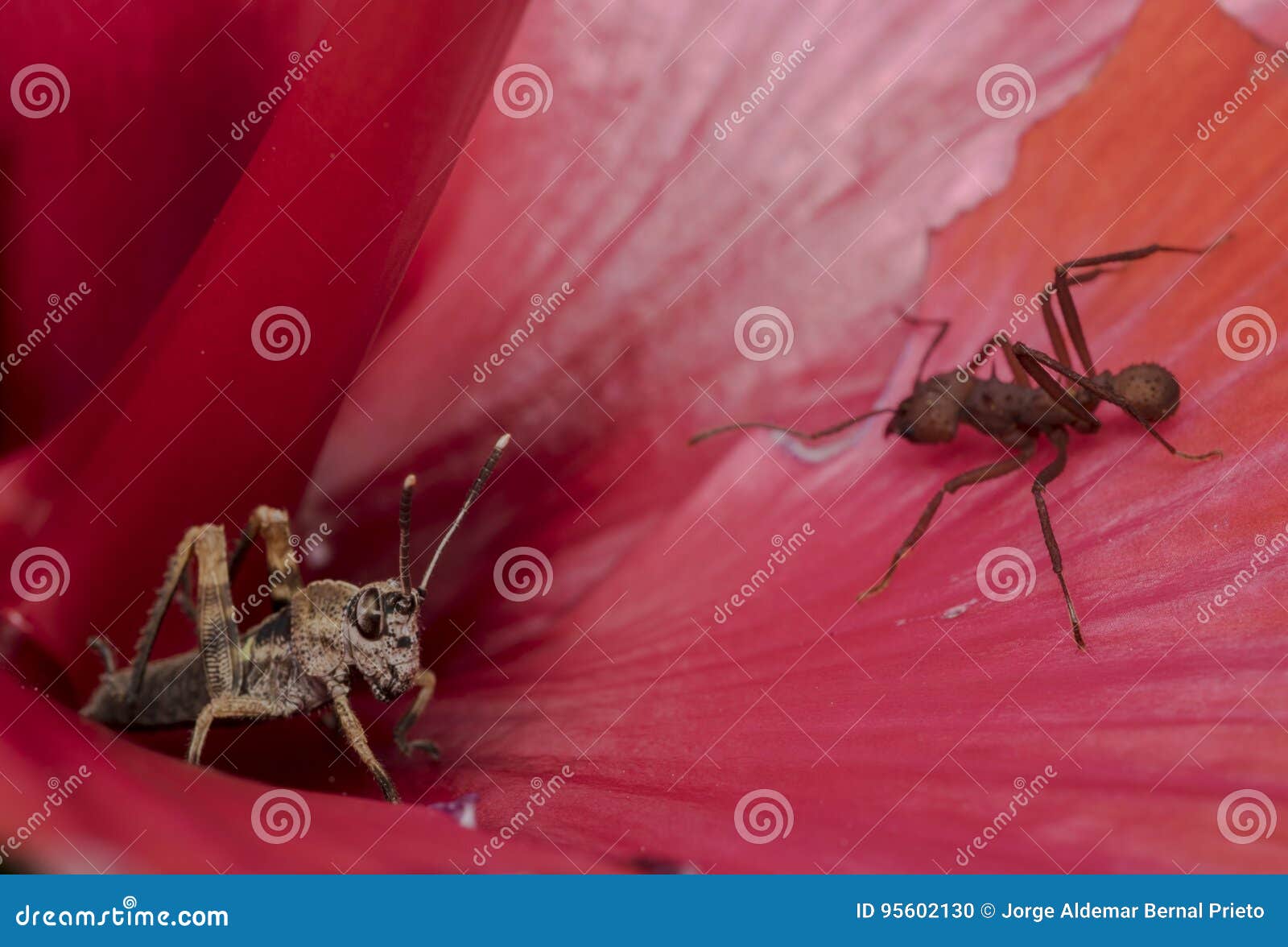 Ant eating a red flower stock photo. Image of eyes, close 95602130