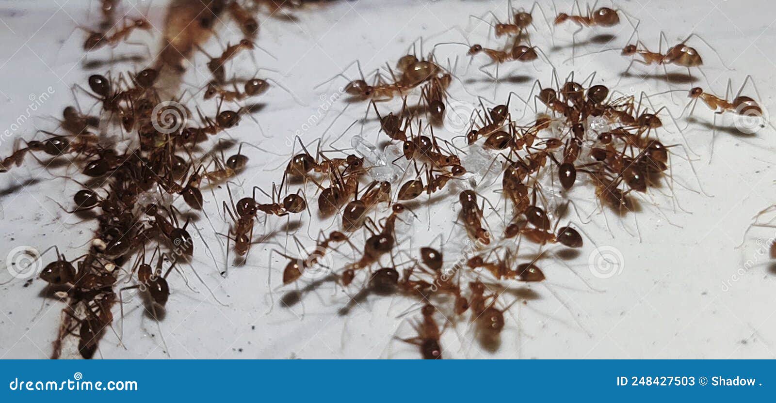 Ant eating sugar stock image. Image of sugar, eating 248427503