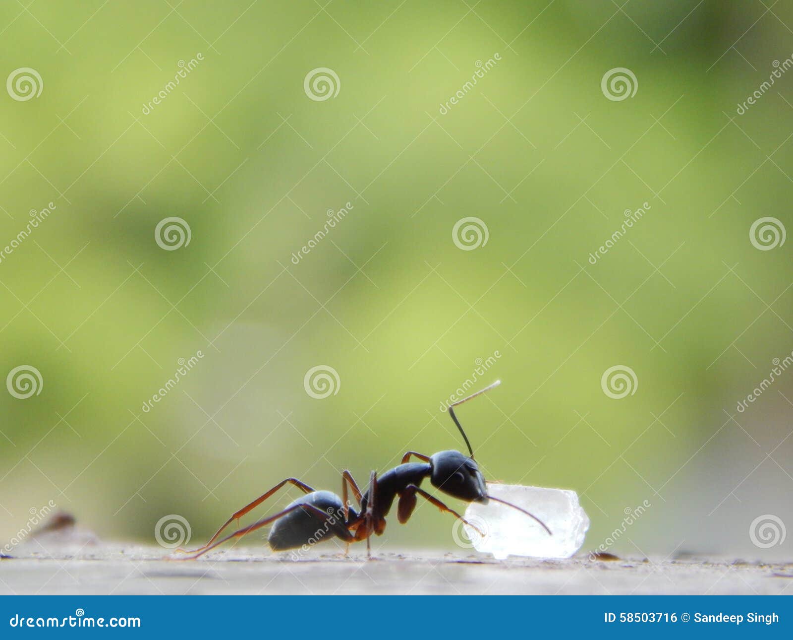 Ant Eating Sugar stock photo. Image of backgrounds, wallpaper 58503716