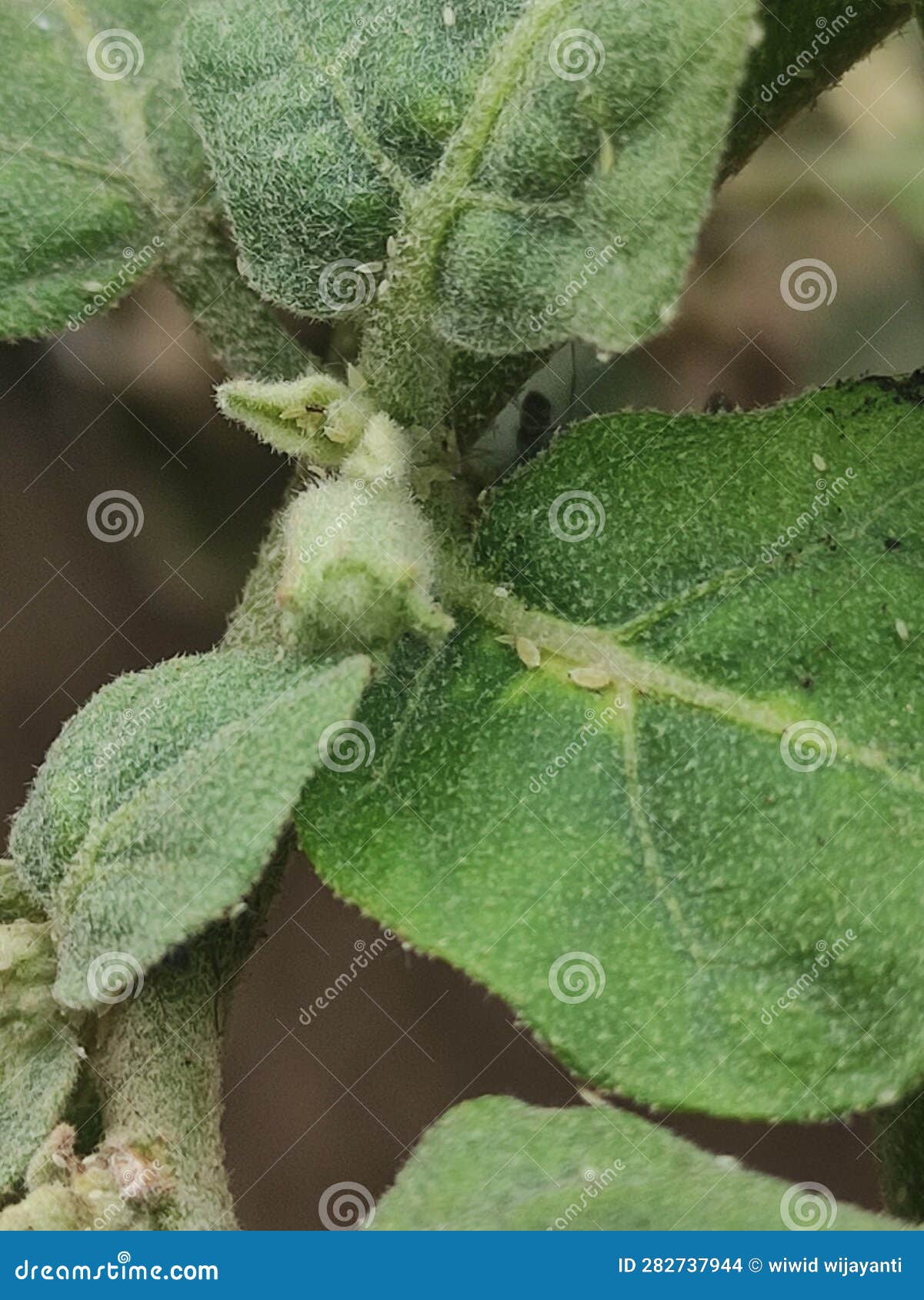 Ant Eggs Spread on the Leaves, Ants are Visible Behind the Leaves Stock