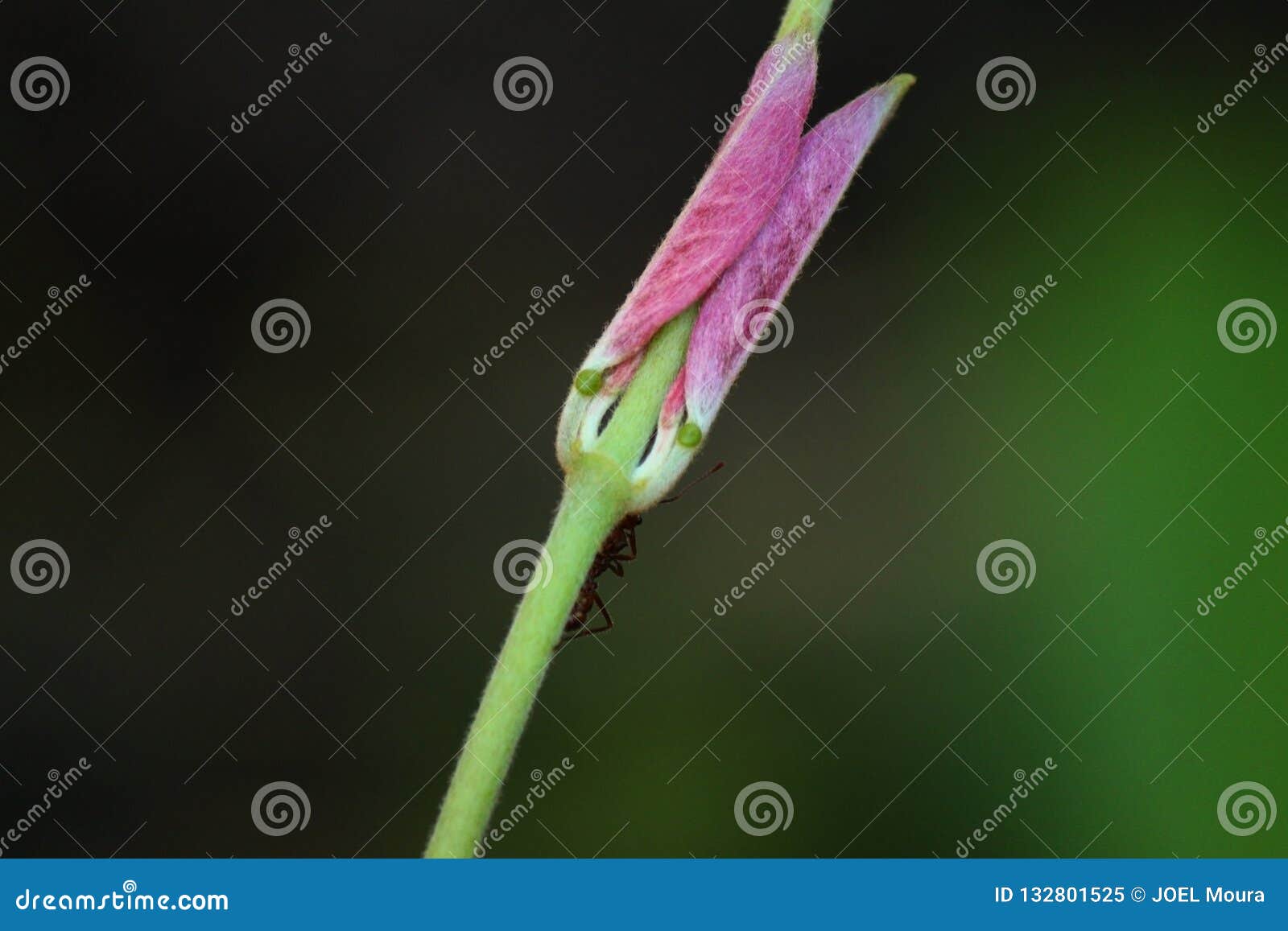 ant in flower