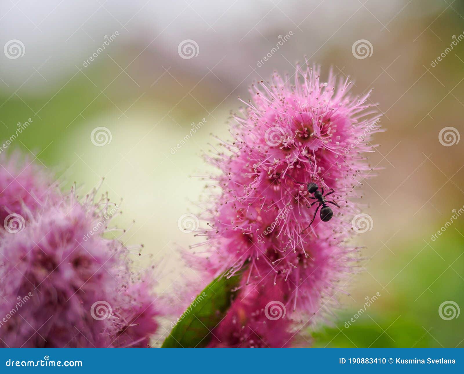 an ant on a flower of verbena paniculata.