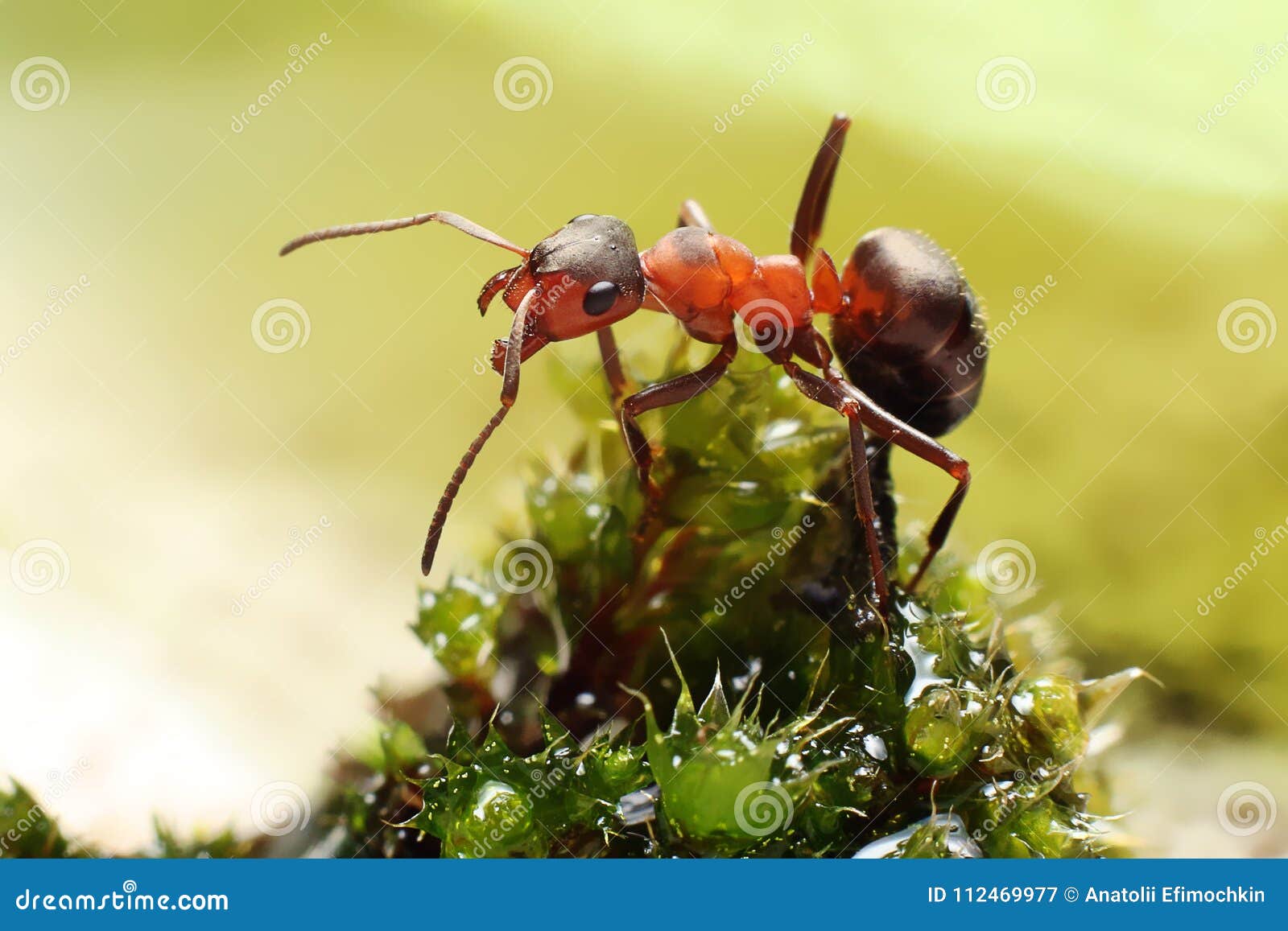 Ant on grass stock image. Image of antennae, closeup 112469977