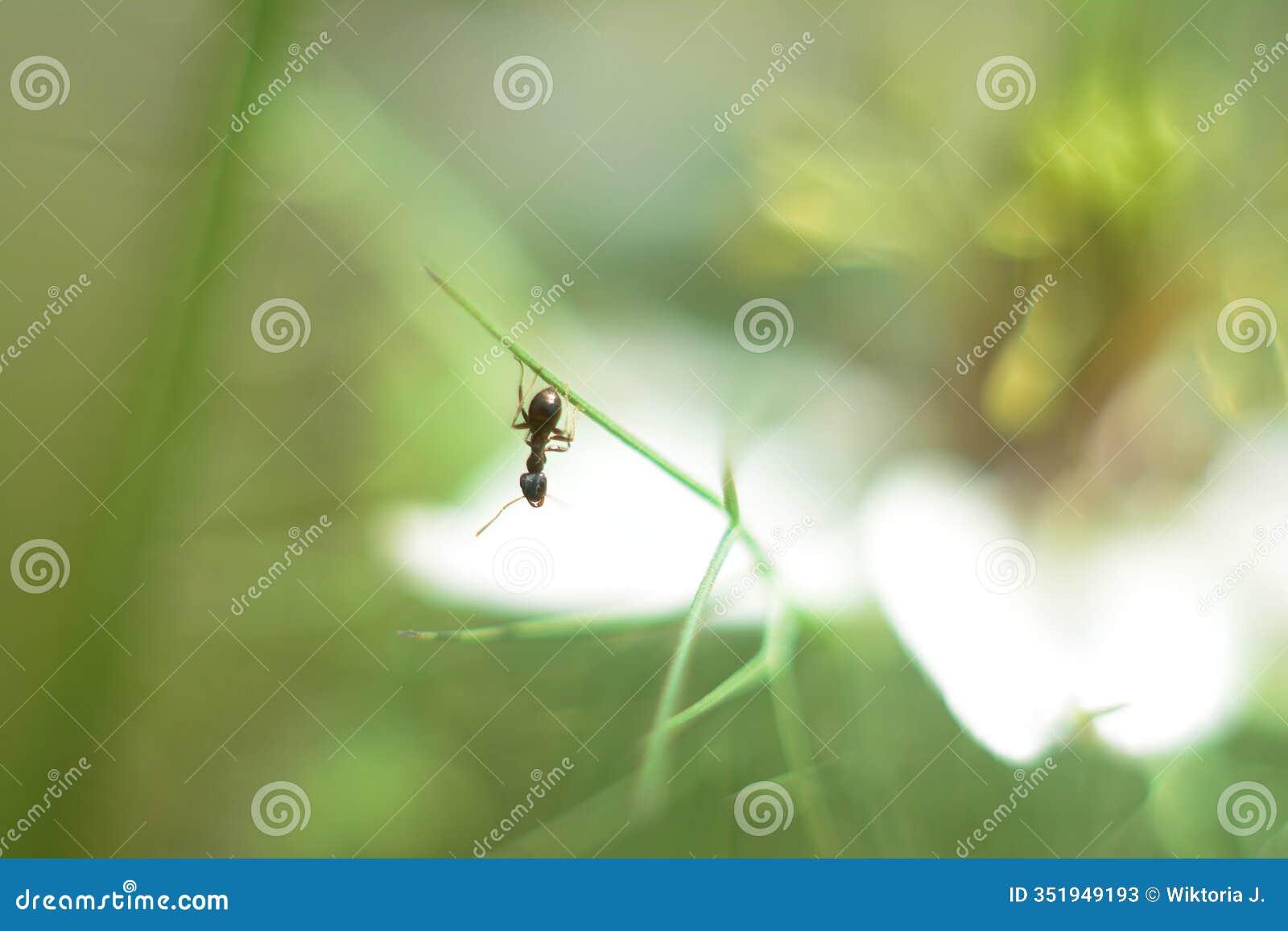 ant hanging upside down on grass straw with flower background