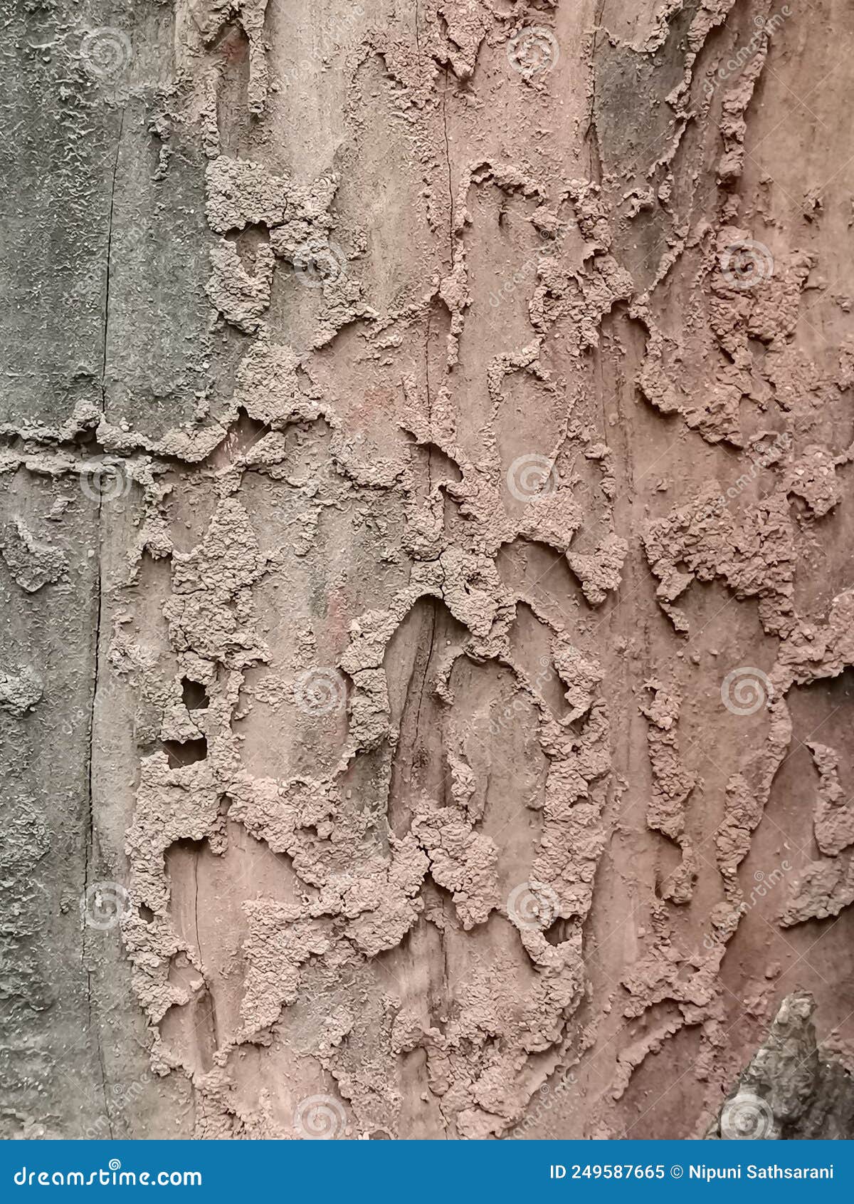 Ant Houses Mad on a Died Tree Stock Image Image of tree, dide 249587665