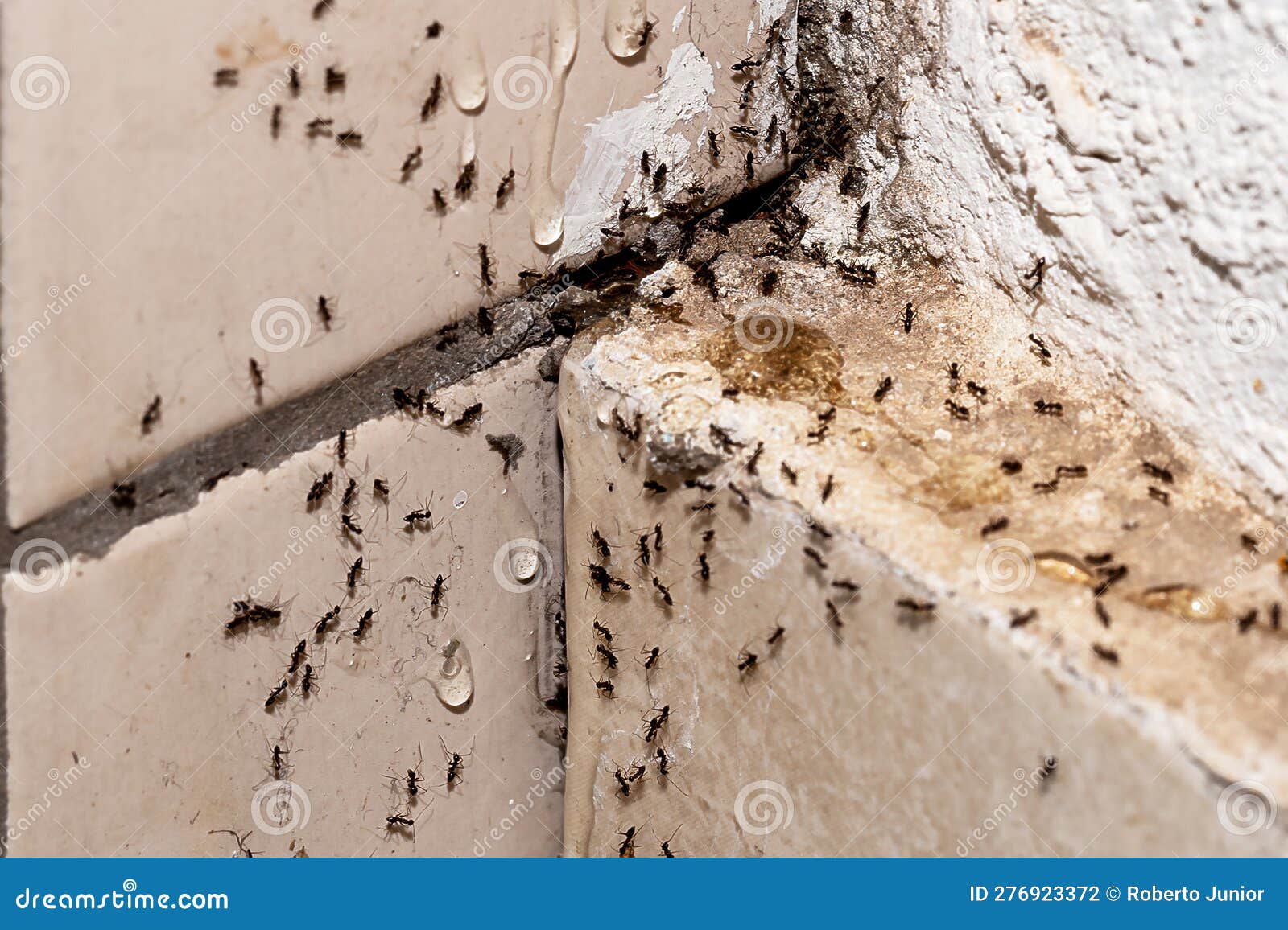 Ant Infestation, Hole and Crack in the Wall with Insects, Need for