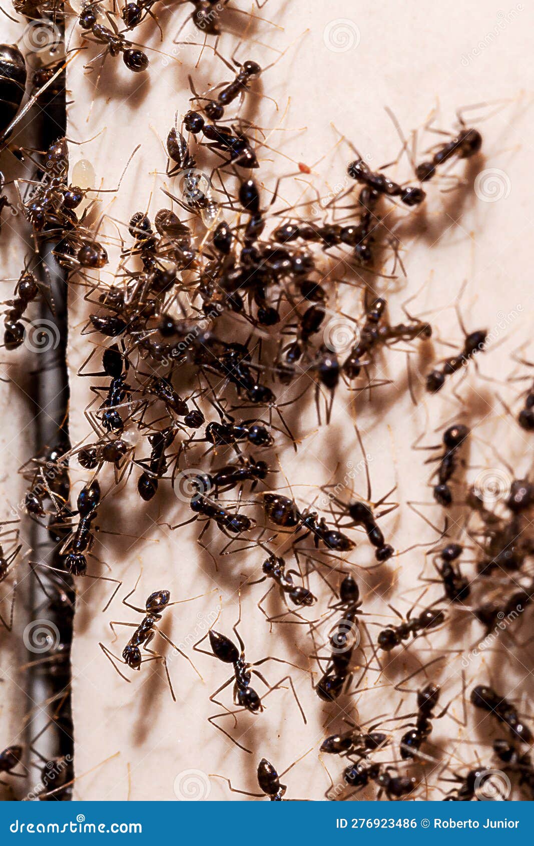 Ant Infestation, Hole and Crack in the Wall with Insects, Need for