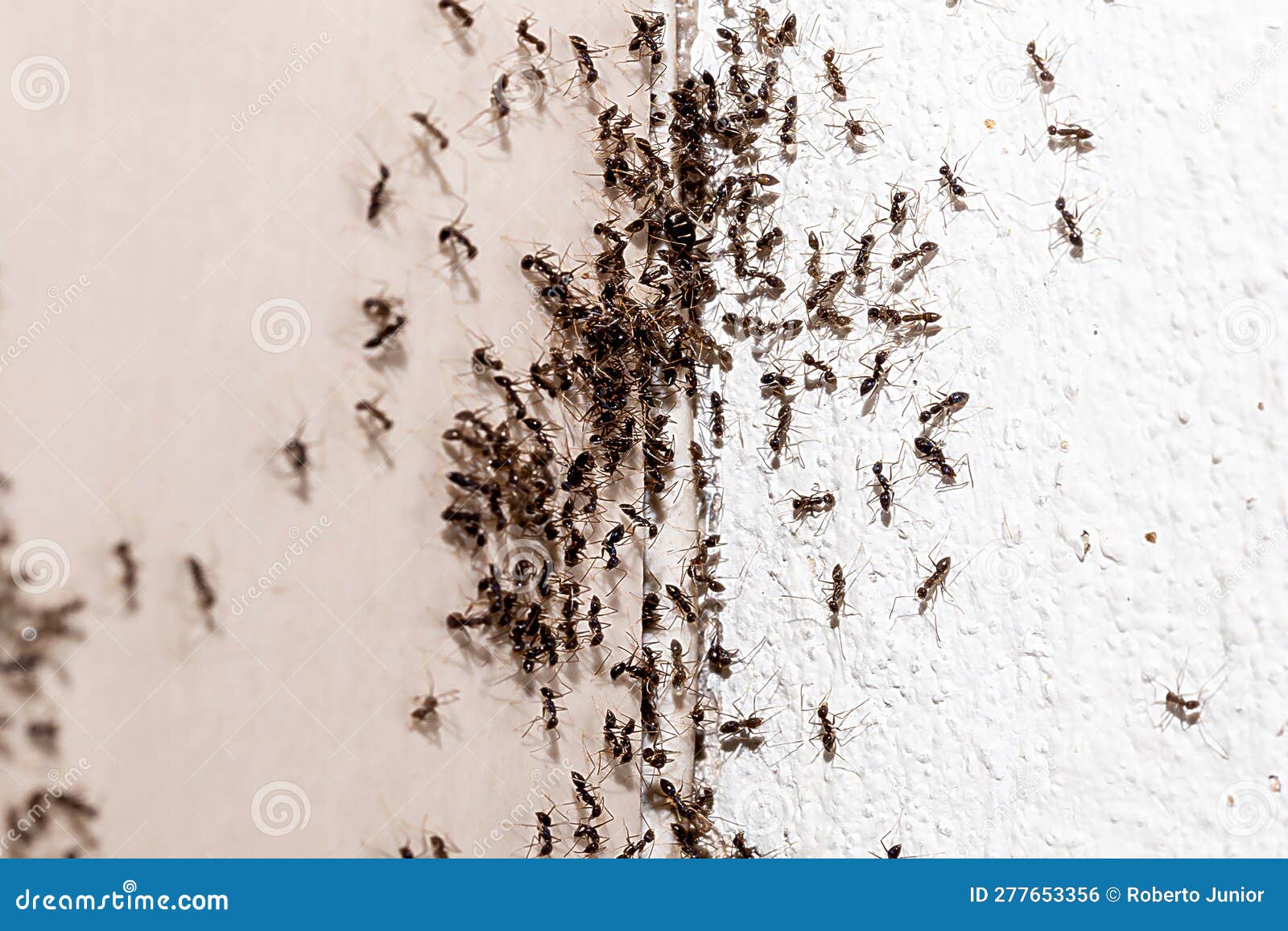 Ant Infestation, Hole and Crack in the Wall with Insects, Need for