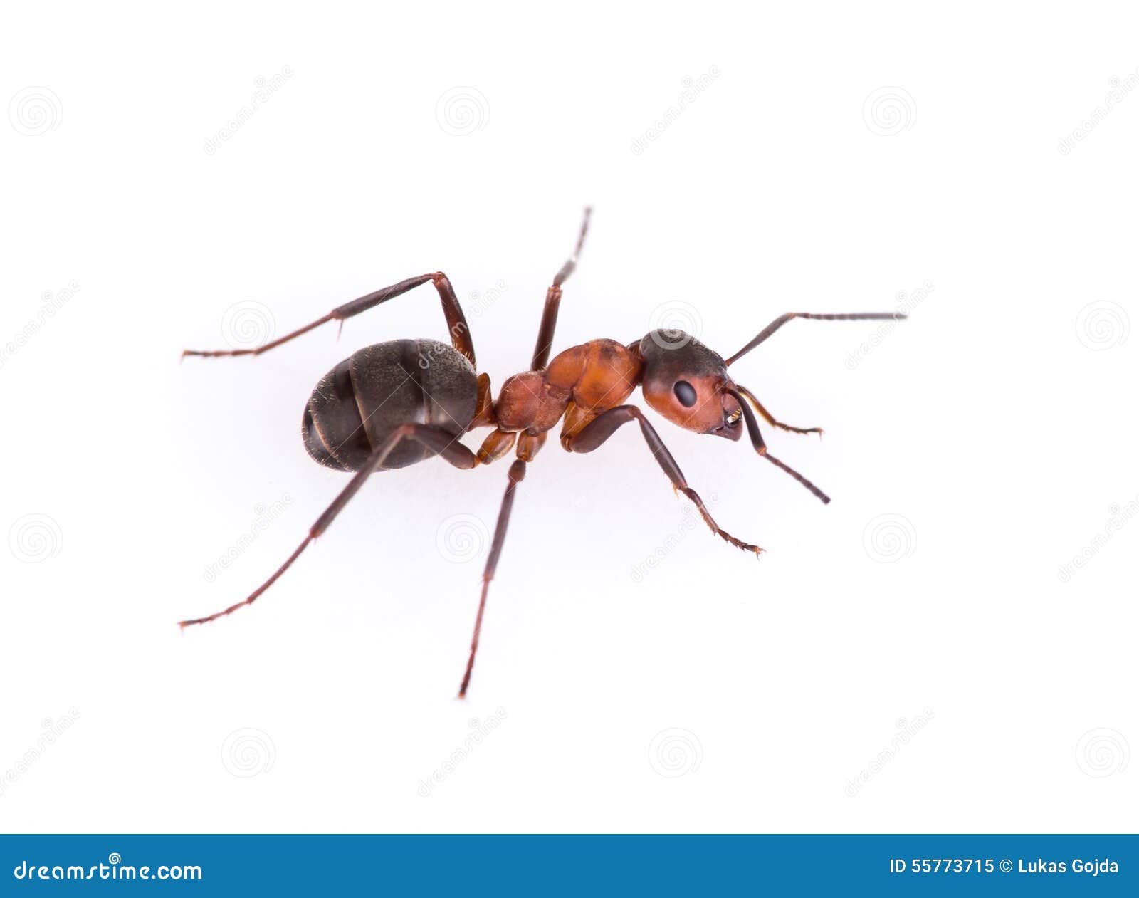 Ant Isolated on White Background. Stock Image Image of rufa, black