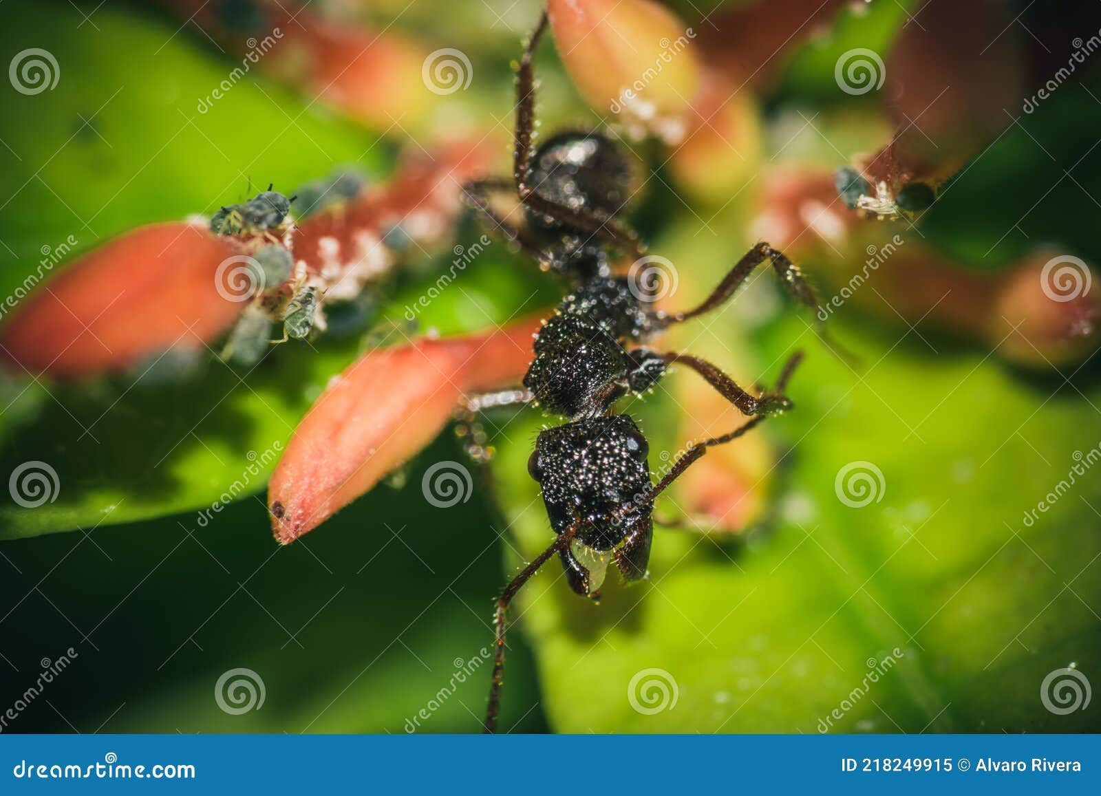 ant leaf bee nature green midge macro closeup