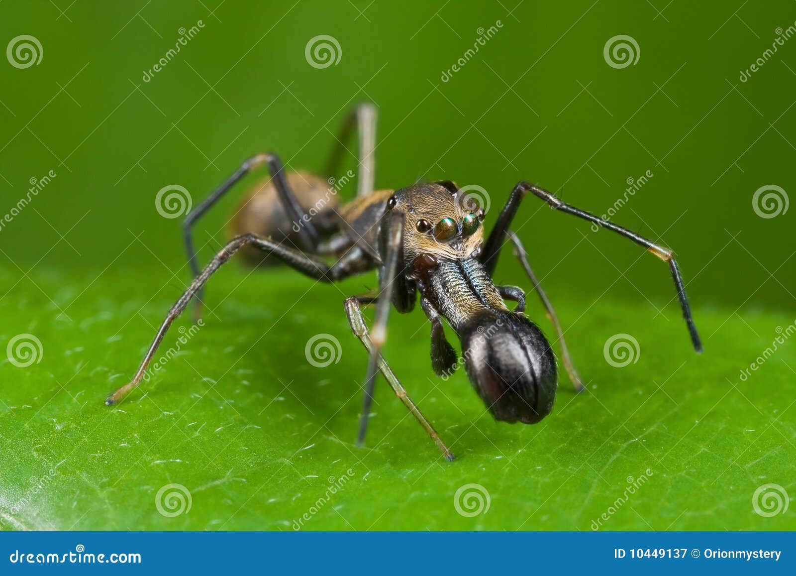 ant-mimic jumping spider