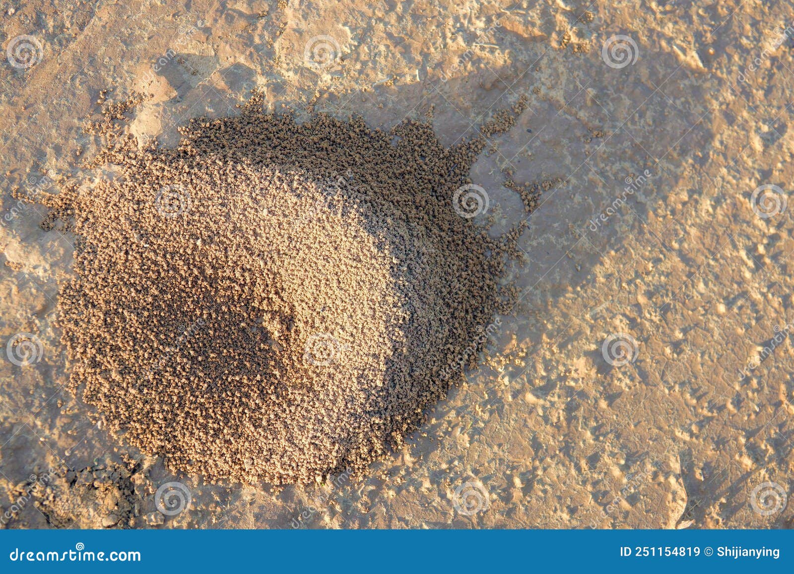 Ant mound stock image. Image of grain, hills, insects 251154819