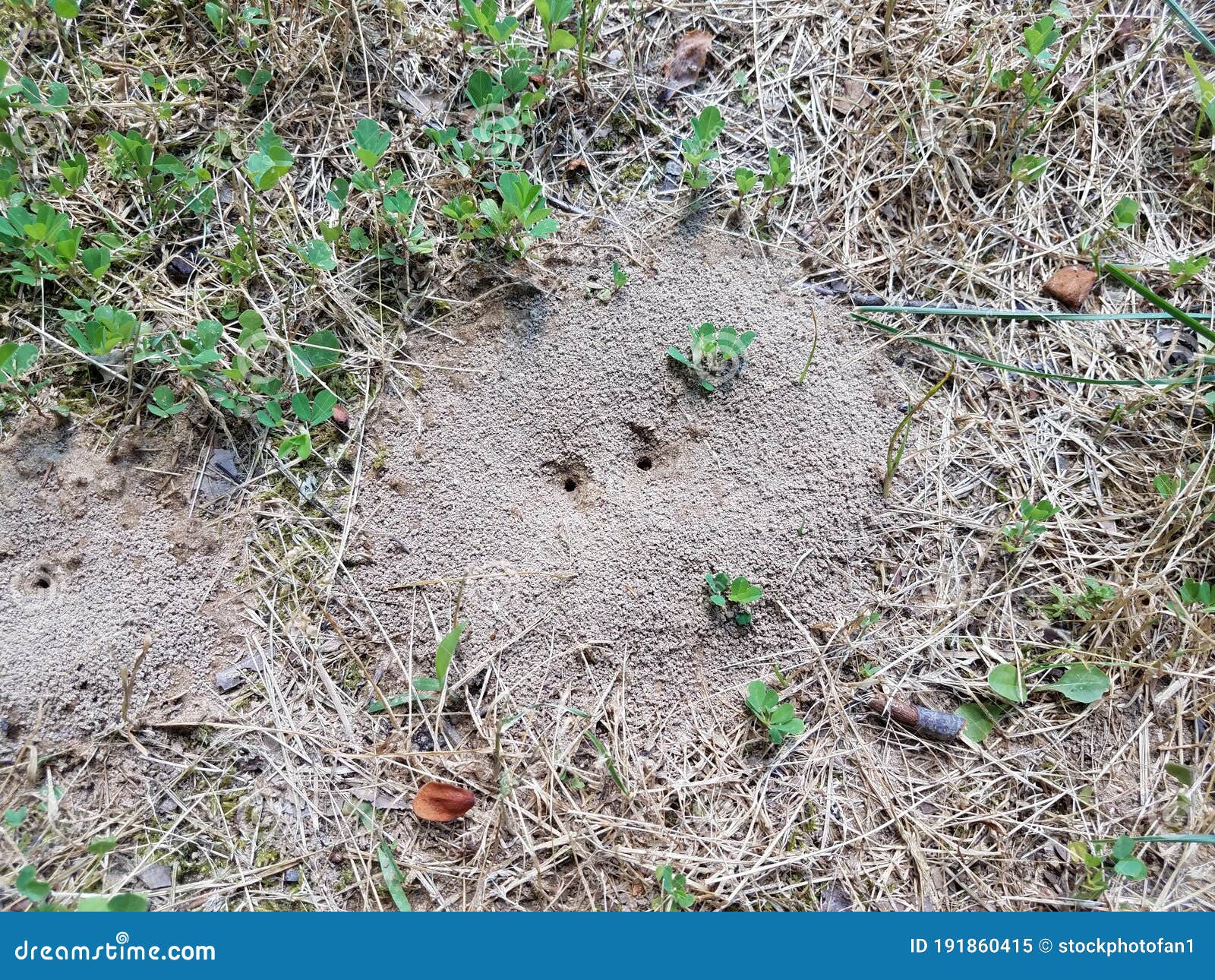 Ant Mound or Hill in Dirt with Grass or Lawn Stock Image Image of