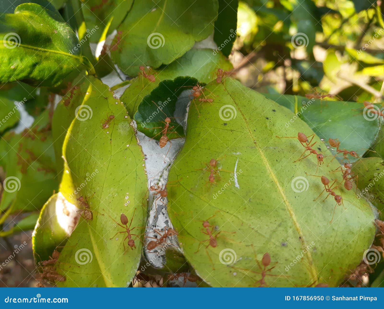 Ant Nest on the Lemon Tree Background Stock Photo Image of beetle, nature 167856950